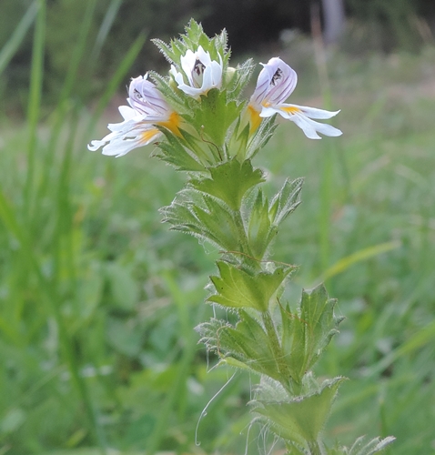eufrasiaminima