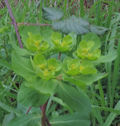 euphorbia calenzuola helioscopia