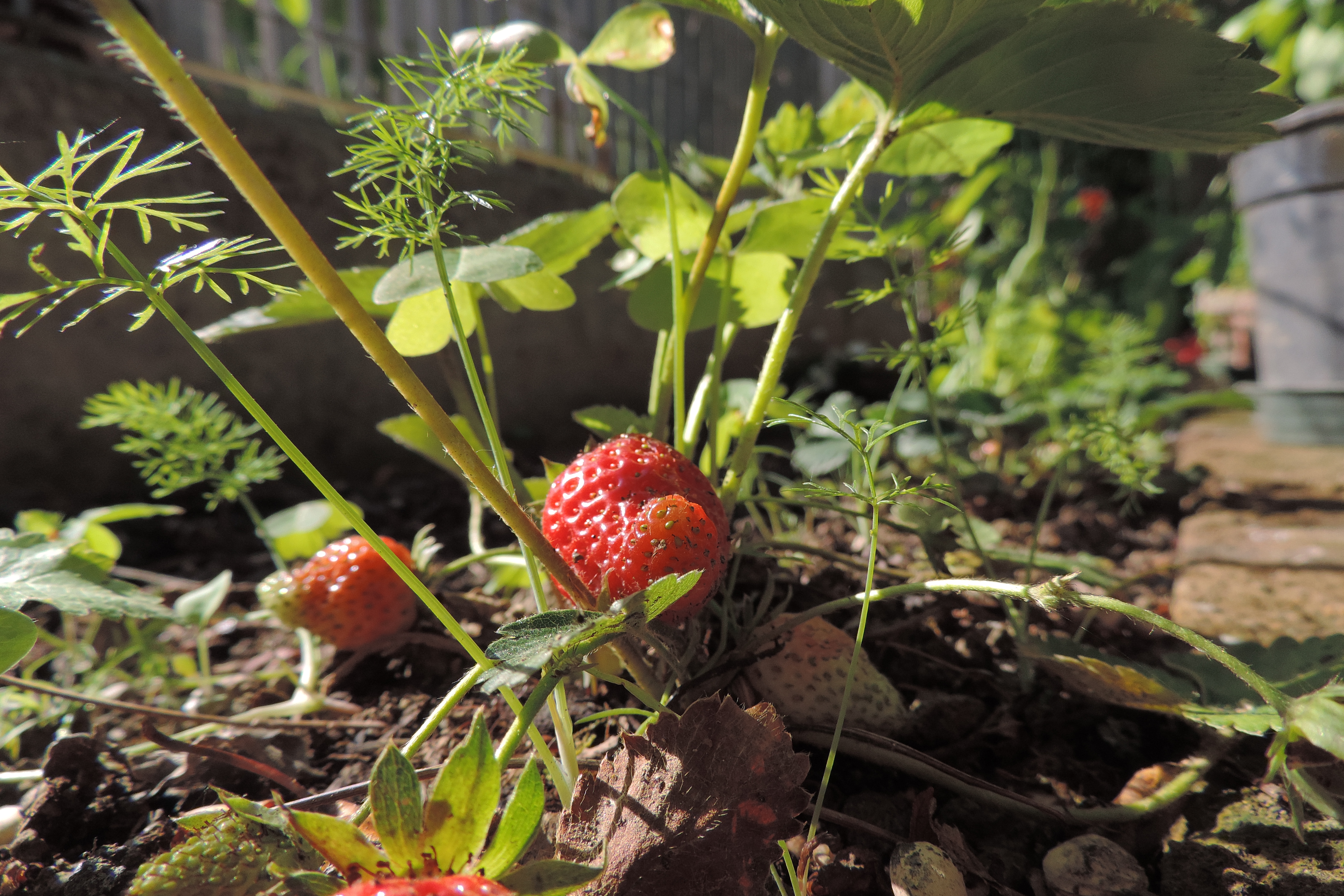 fragole