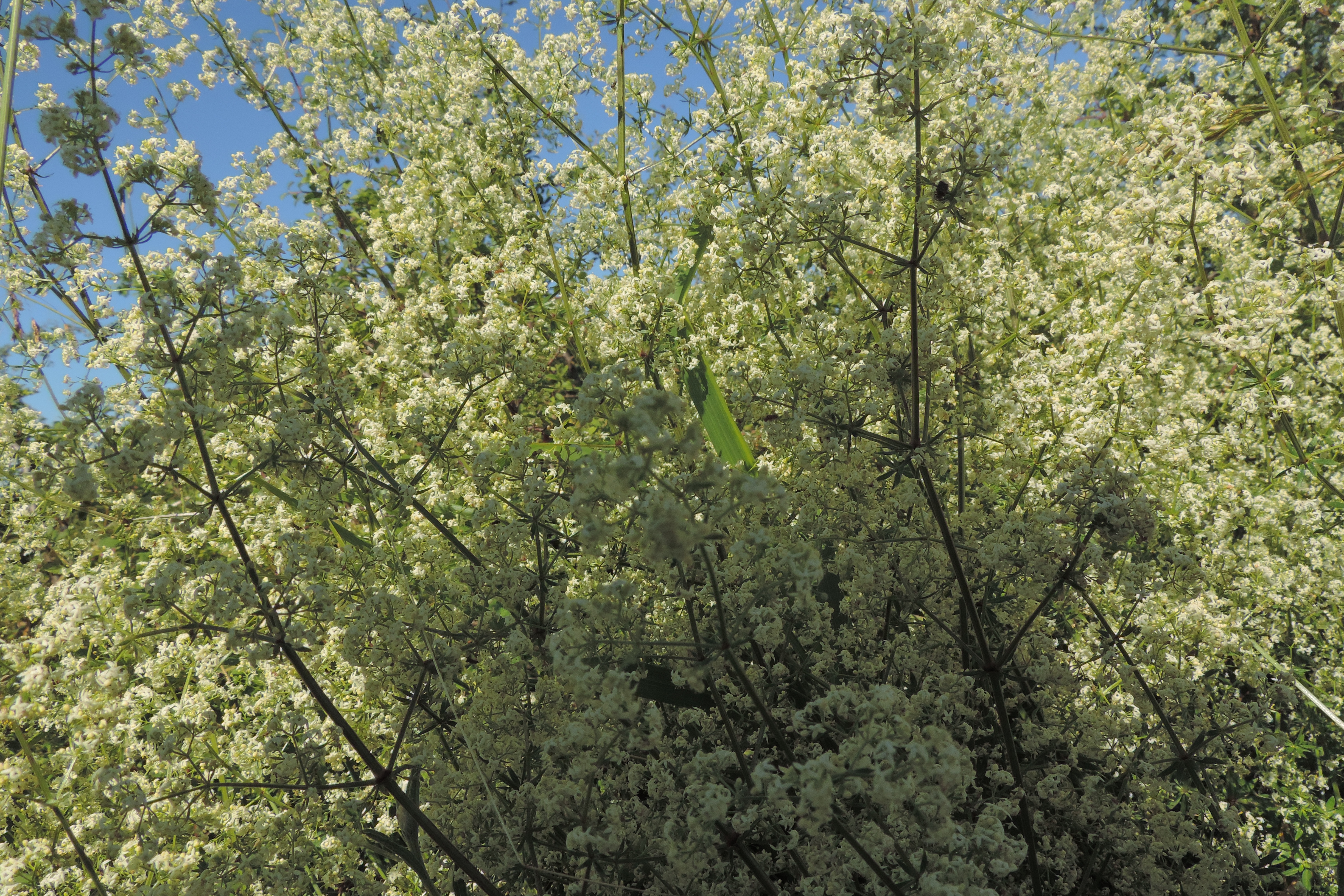 galium bi anco