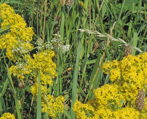 galium verum Caglio zolfino
