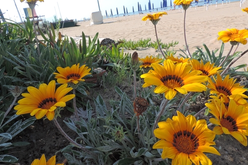 gazania rigens