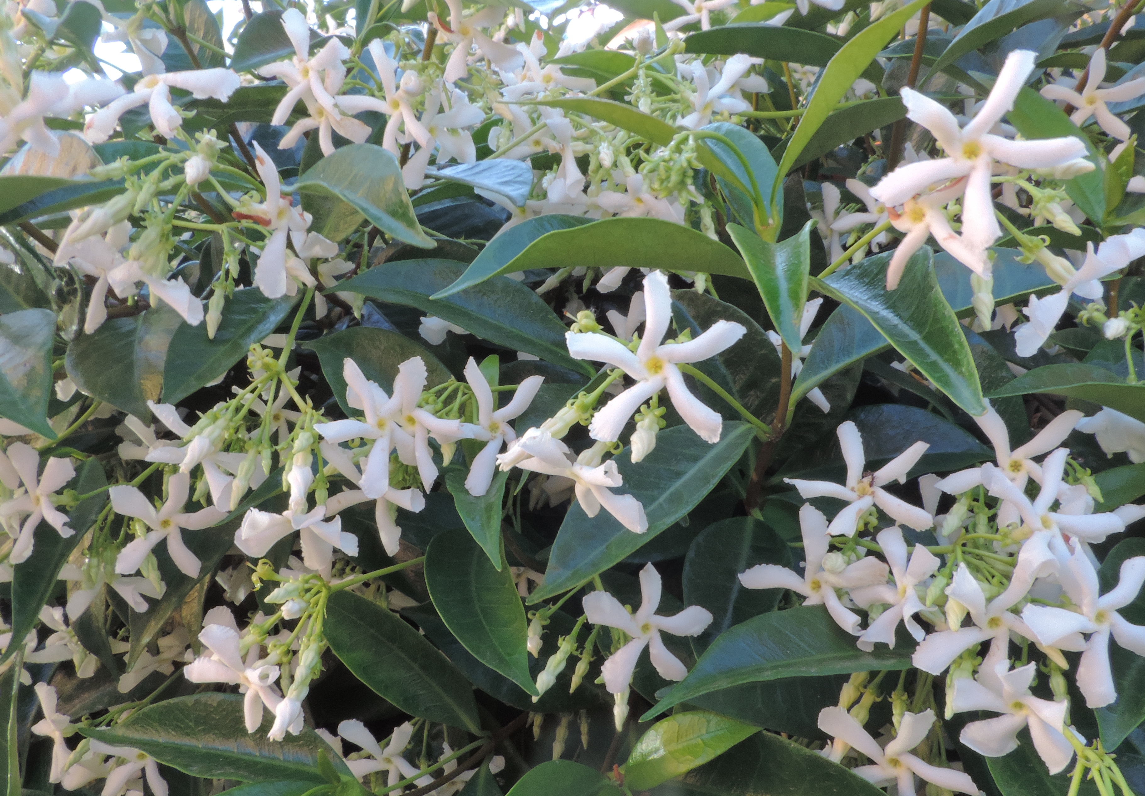 gelsominobiancoJasminum