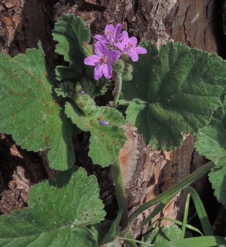 geranio erodium malacoidesdel parco 1