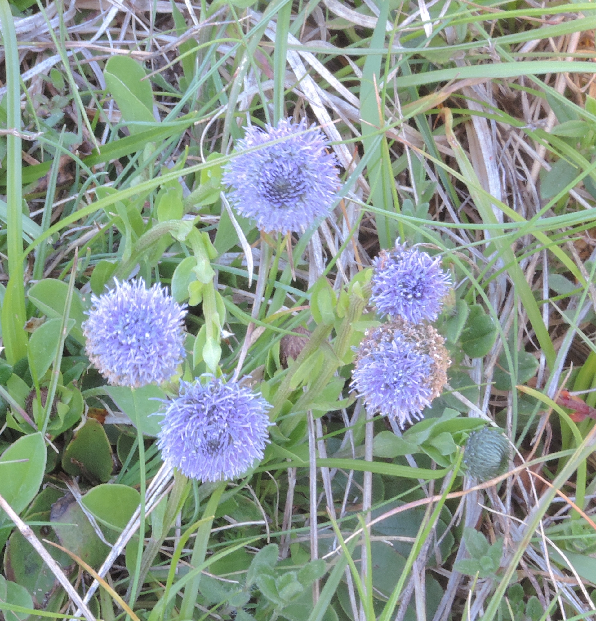 globulariaaggiungere