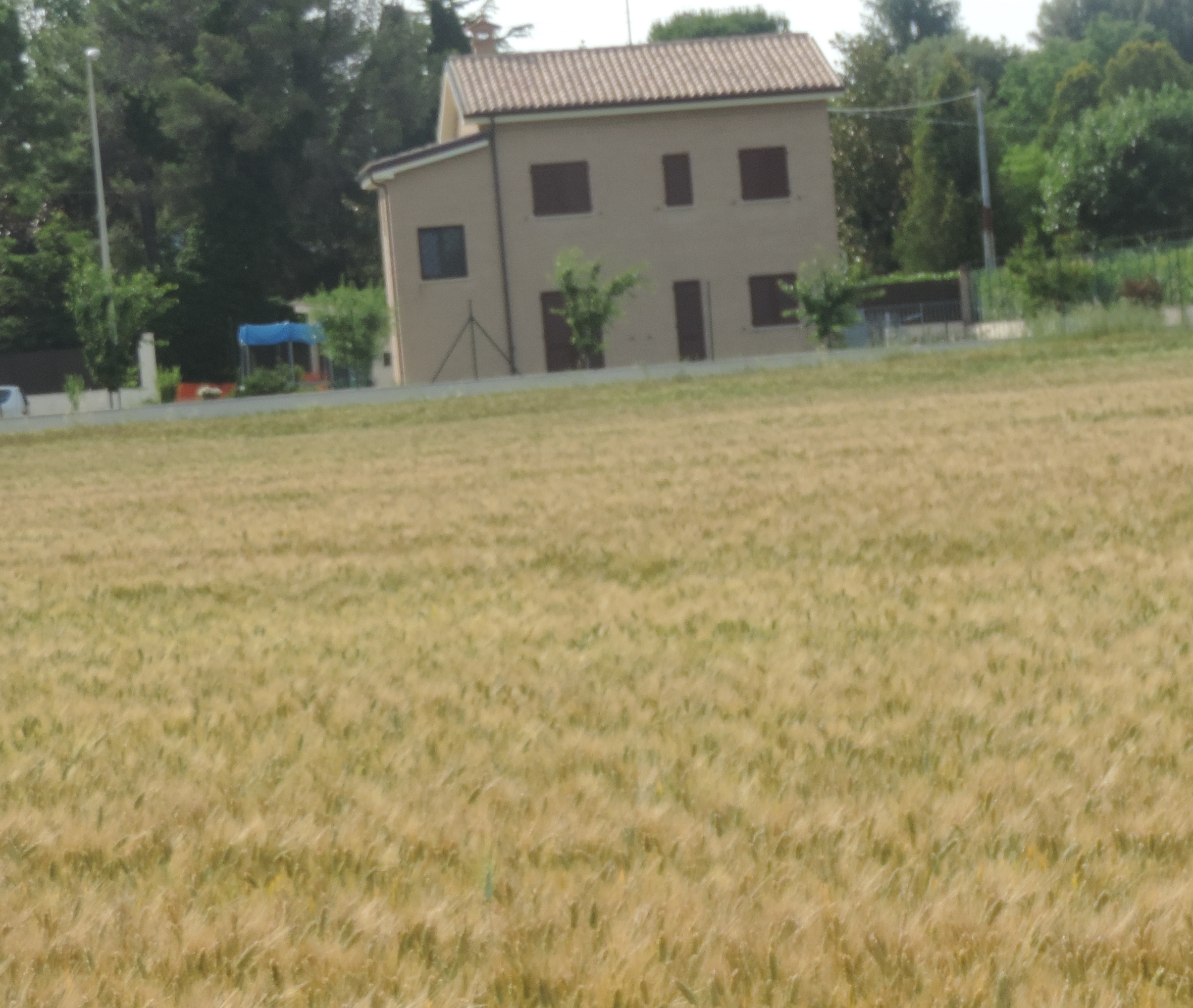 granotriticum 
