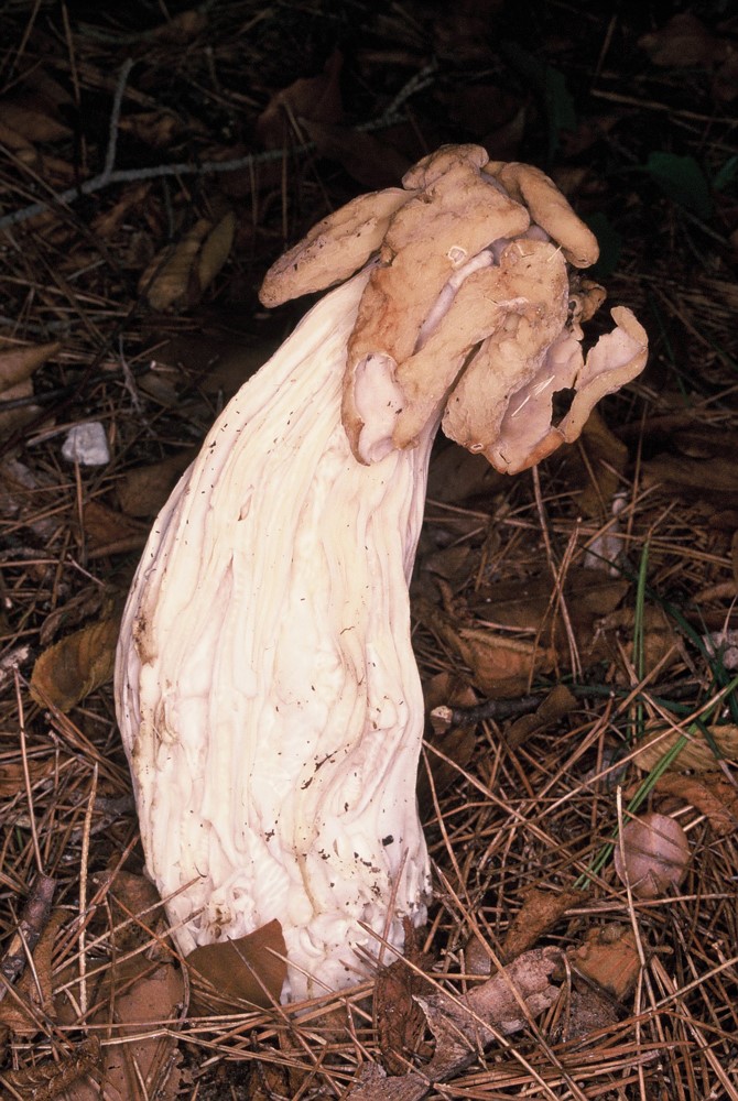 helvella crispa1