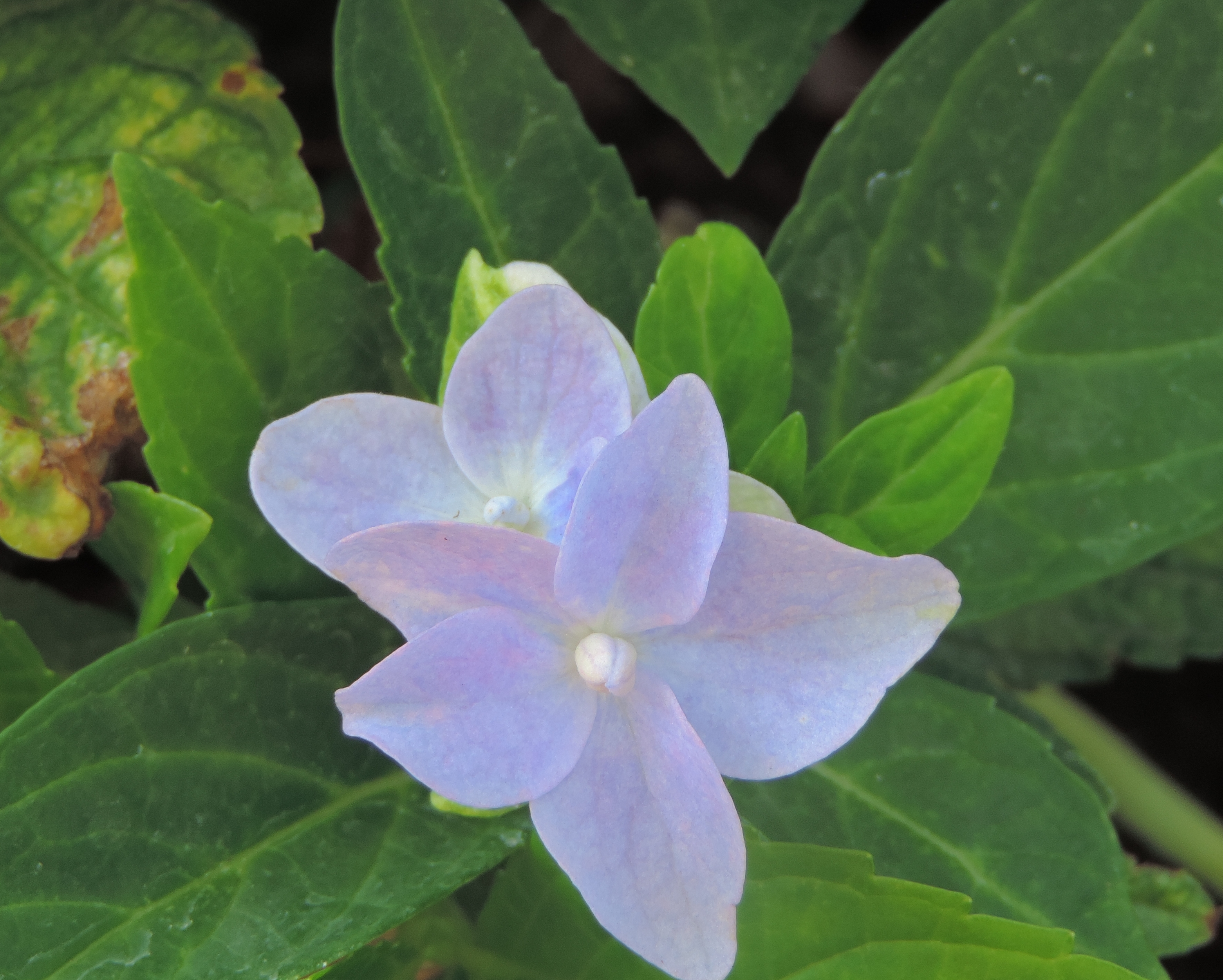 hydrangeaortensia