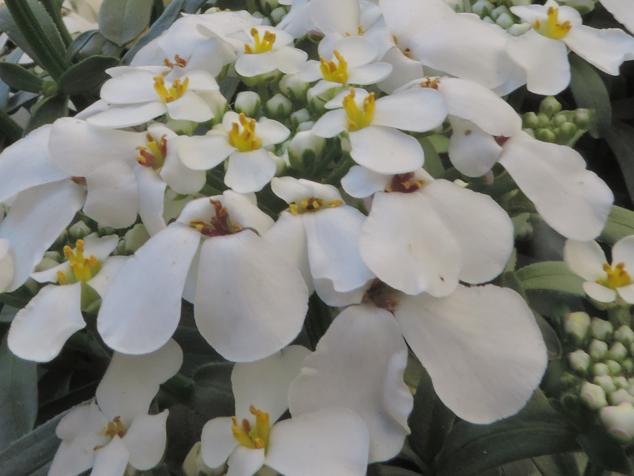 iberis sempervvirens OK