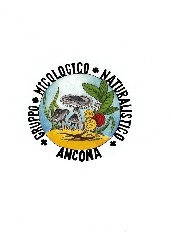 Logo GMN