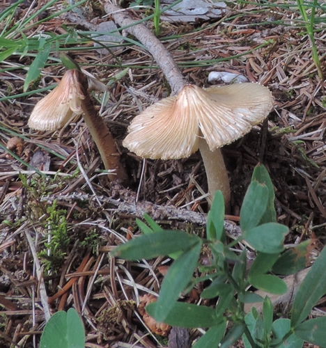 inocybe speci rimosa