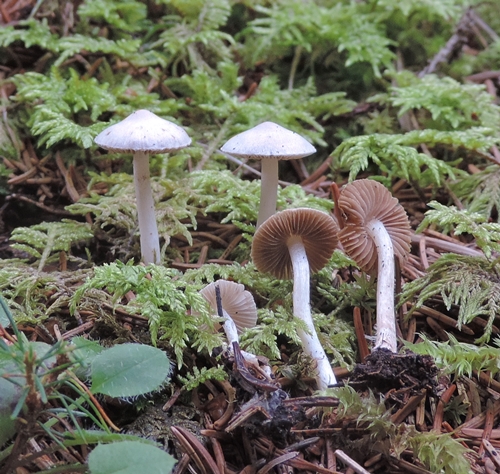 inocybegeopilla
