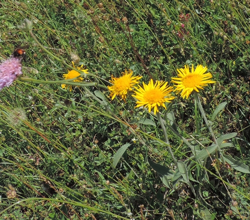 inula montana gialli