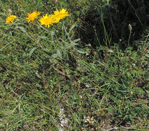 inula montanar gialli