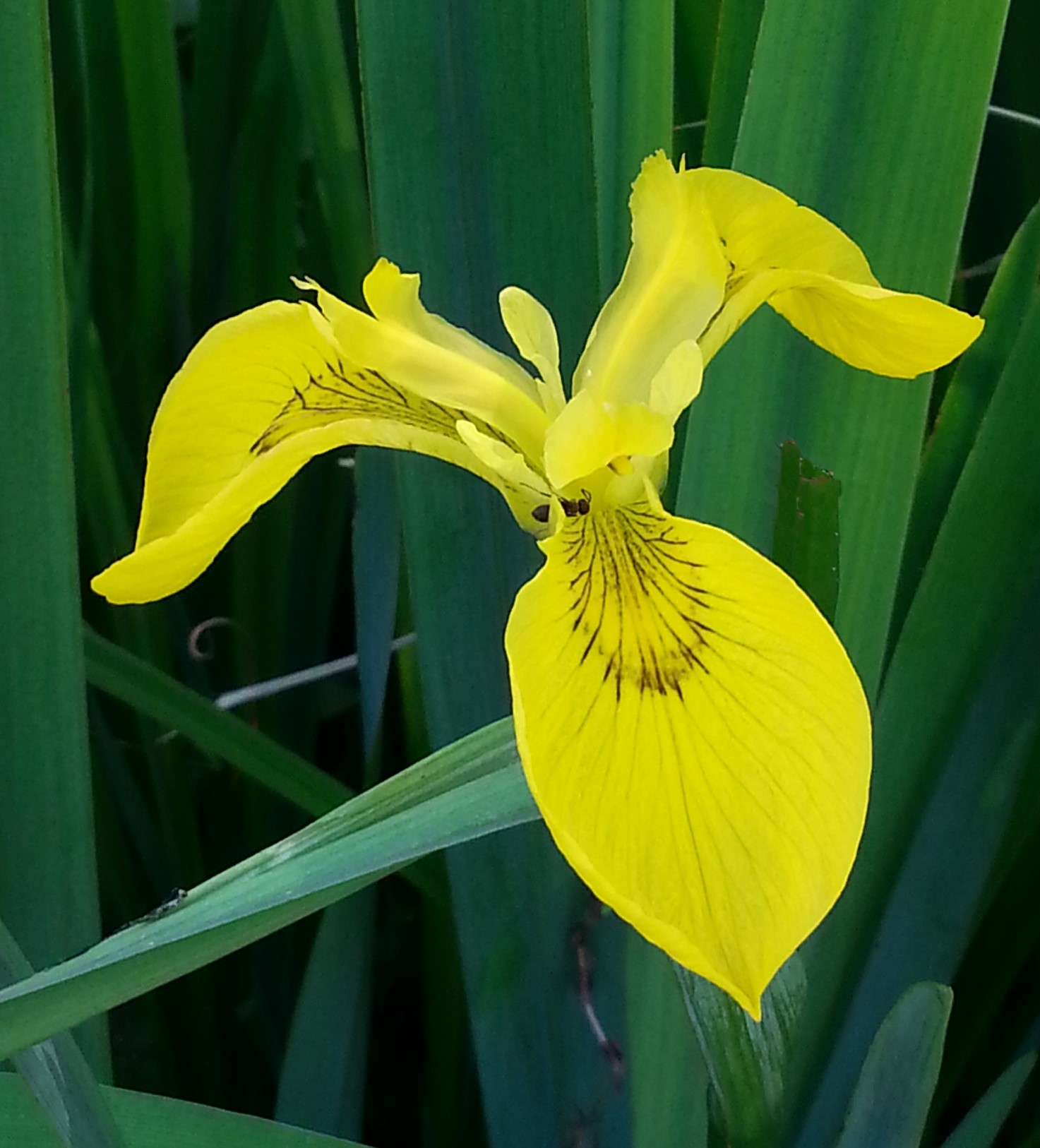 irispseudacorusfiore