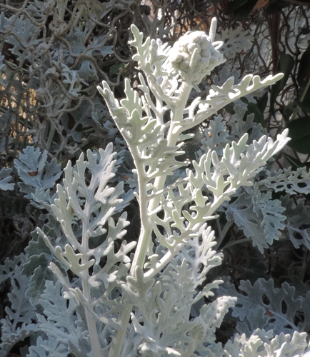 jacobaea