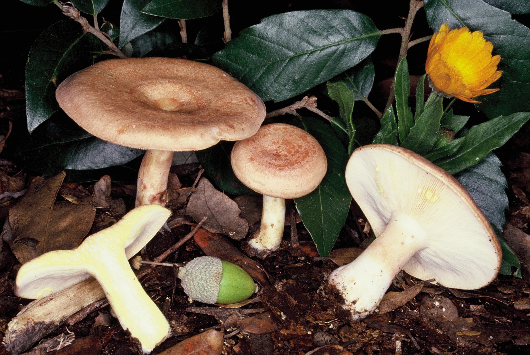 lactarius chrysorrheus