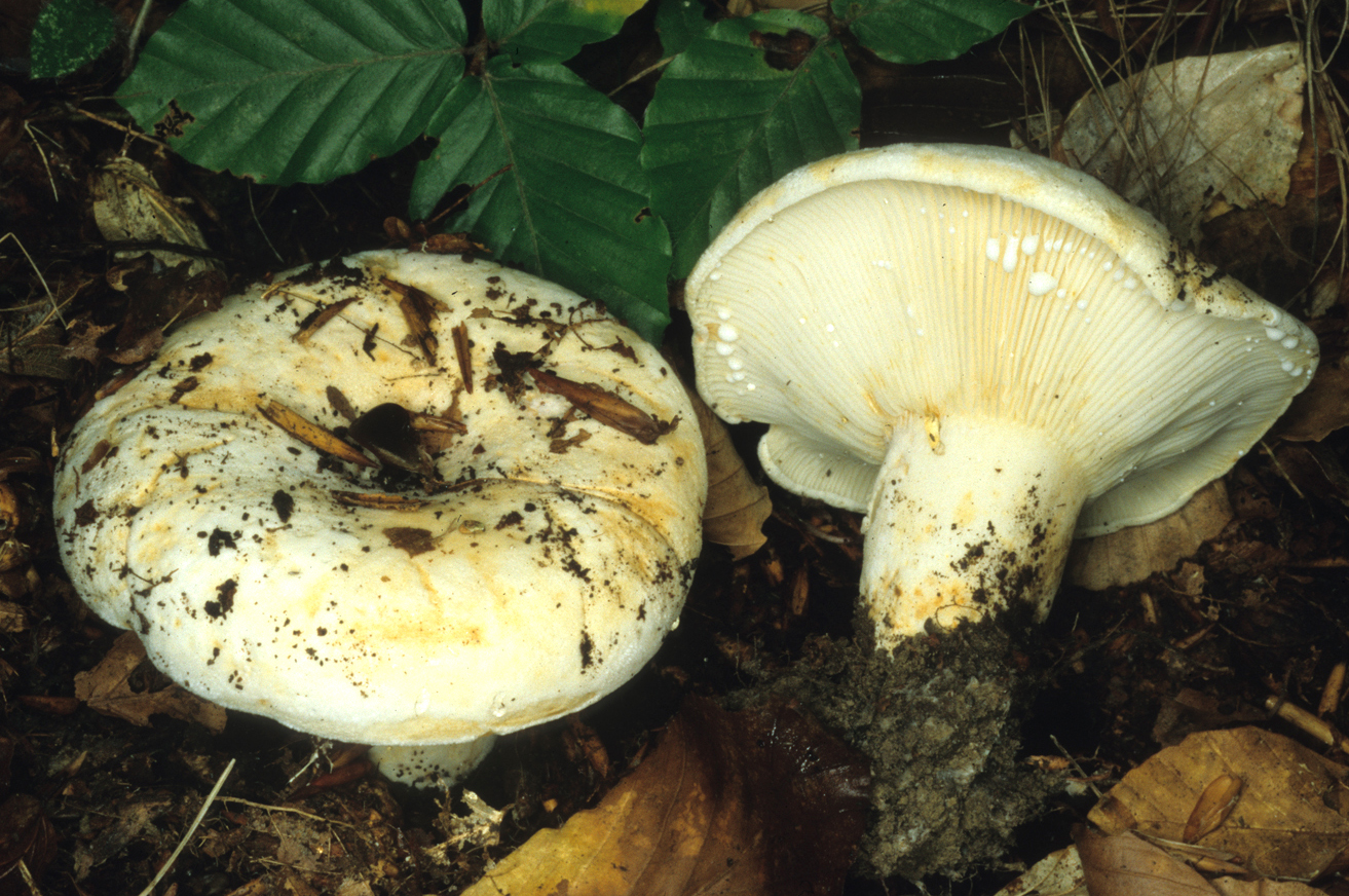 lactifluus vellereus
