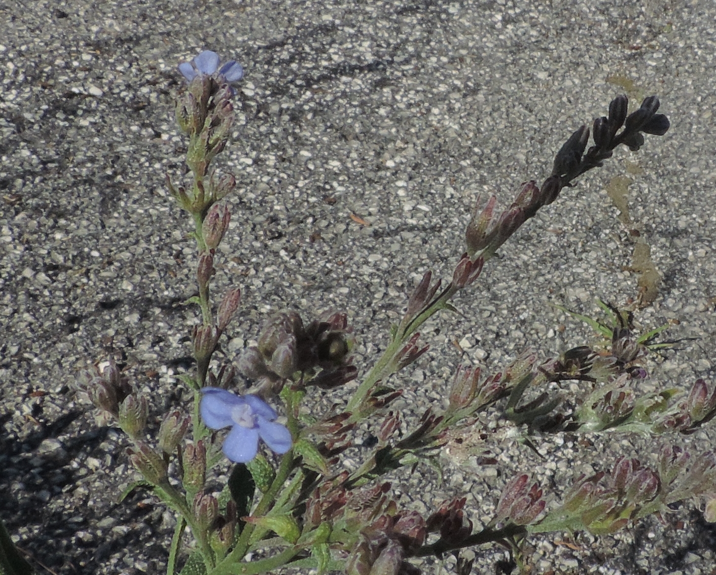 lappula squarrosa x schede