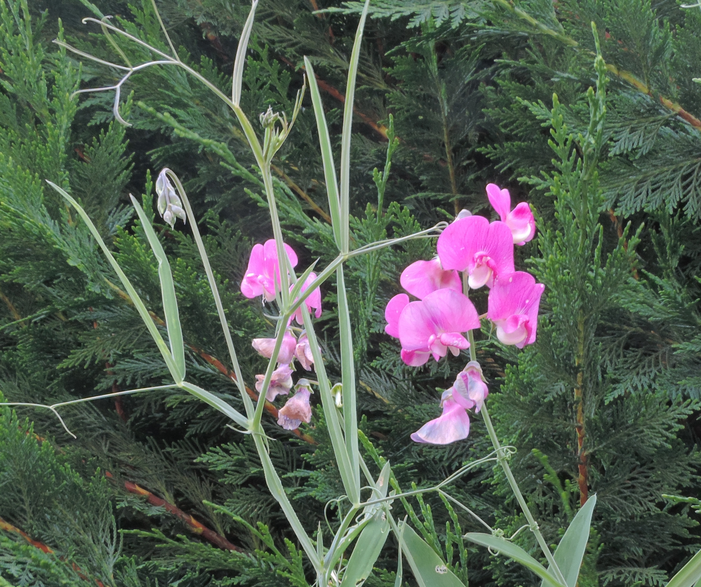 lathyrus cicerchia selvatica
