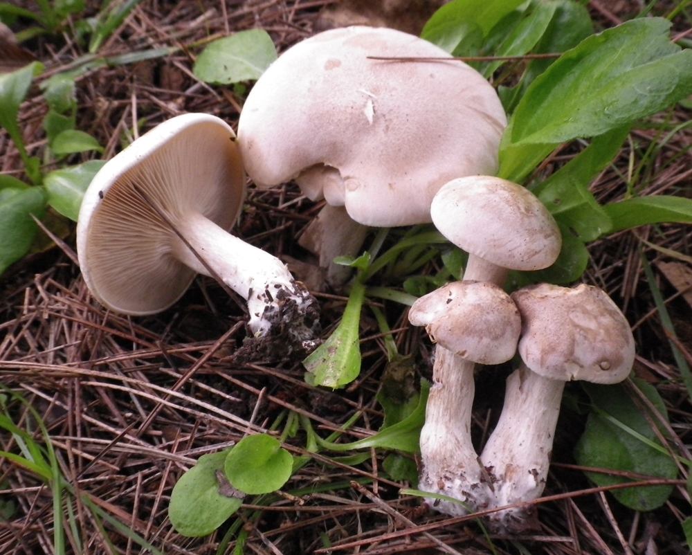 lepistaglaucocana