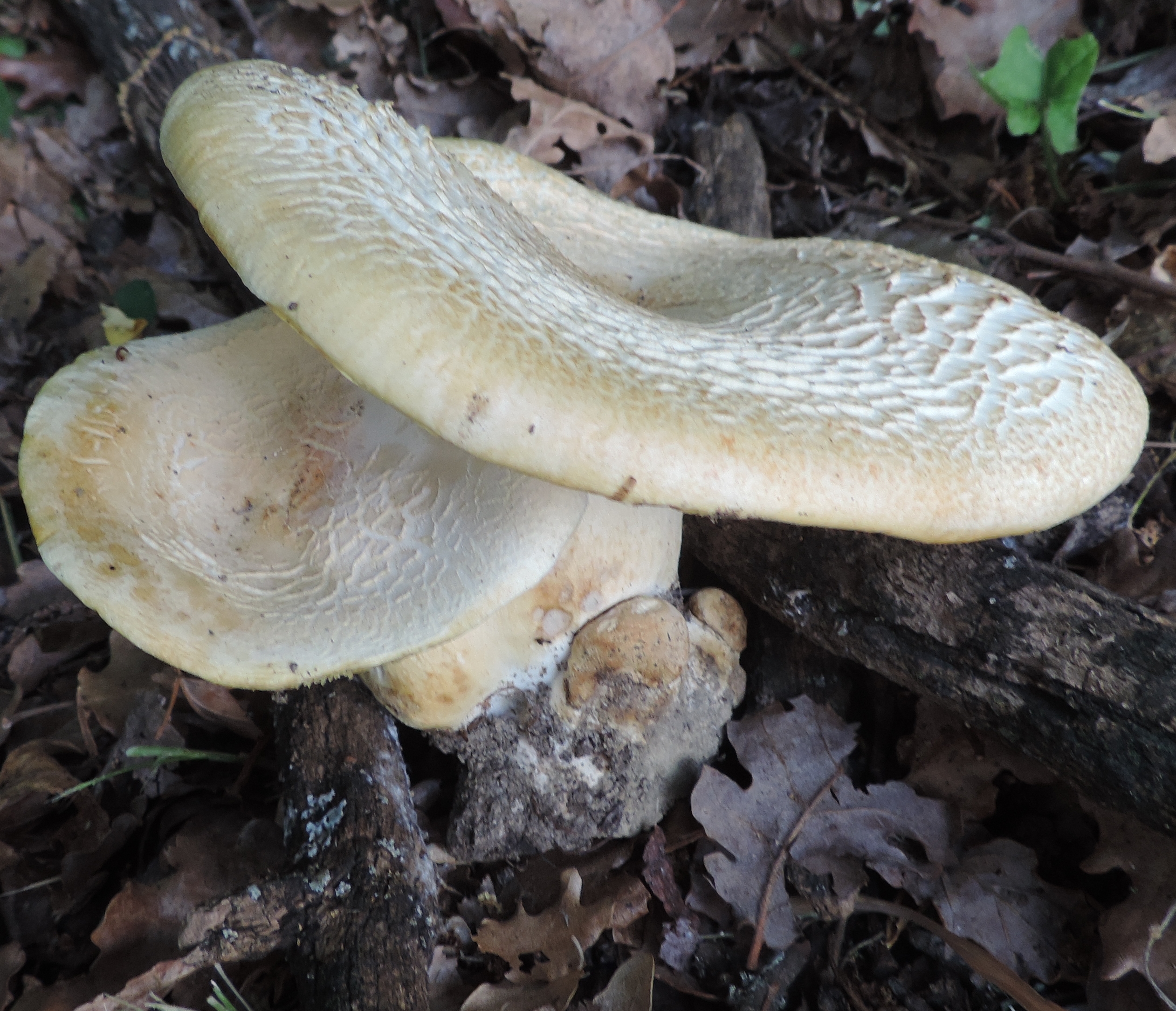 leucopaxmacroc