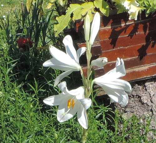 lilium candidum Giglio di San Luigi