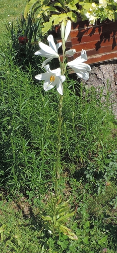 lilium candidum giglio bianco