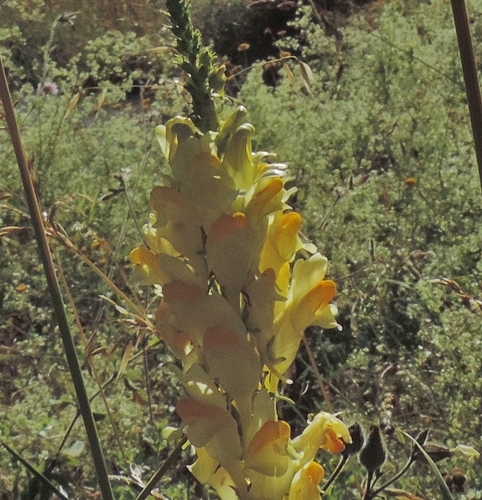 linaria vulga