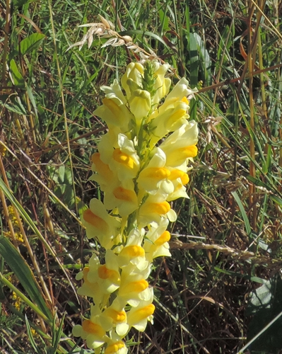 linariagiallastro