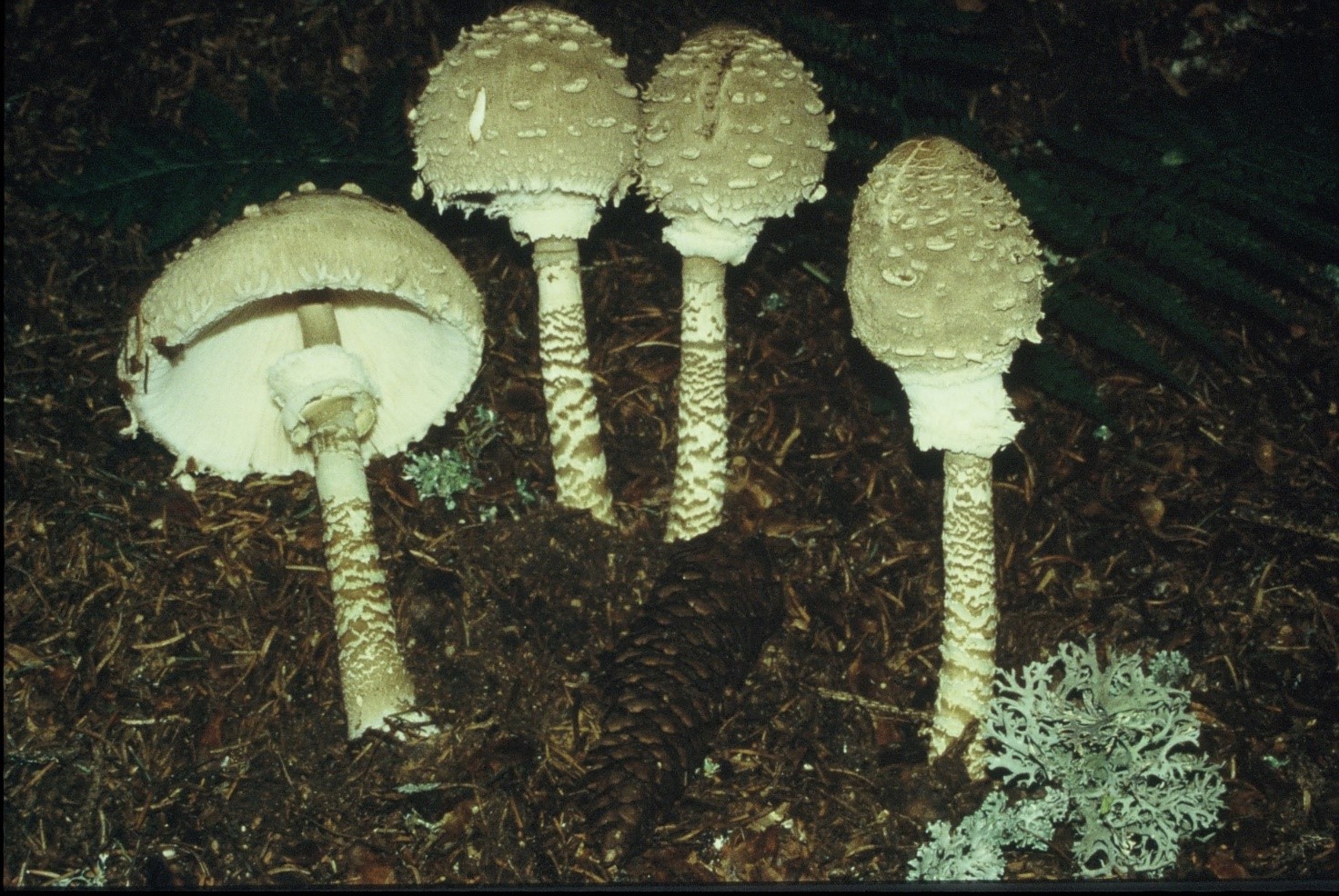 macrolepiota procera1