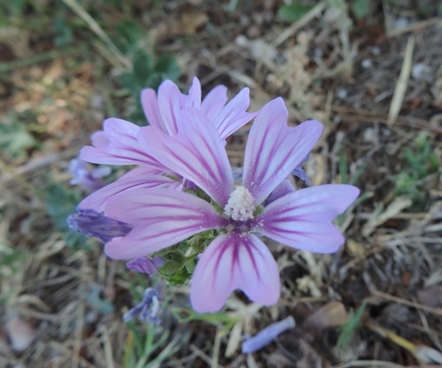 malvaspeciesilvestris