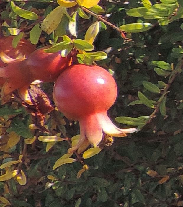 melogranofrutto