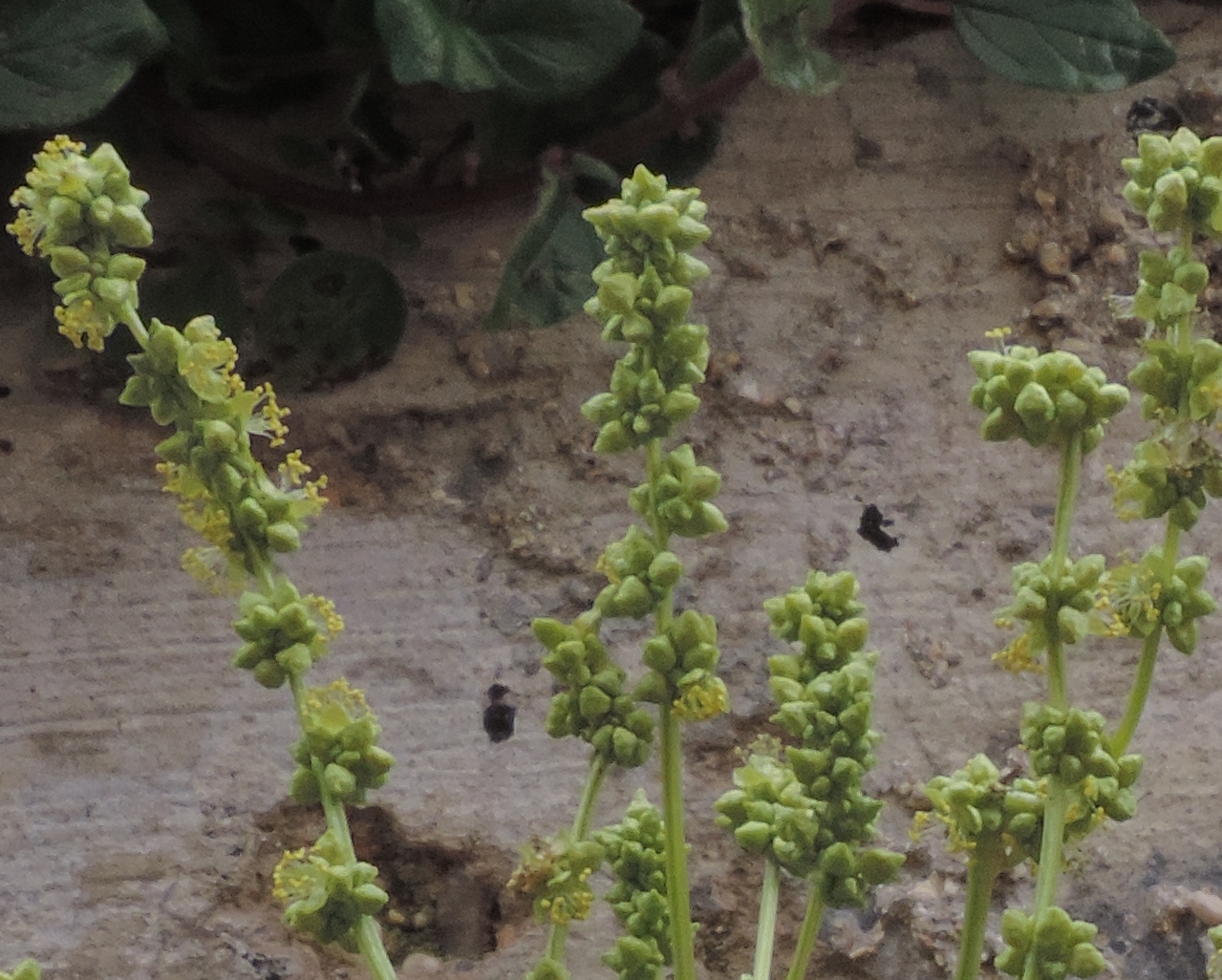 mercuriale annua