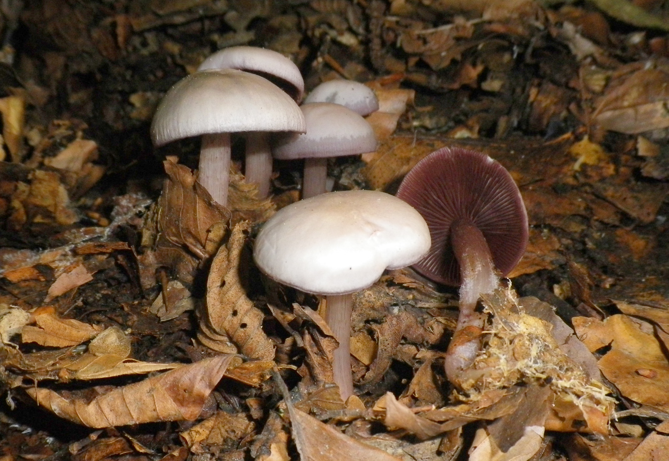 micenapelianthina