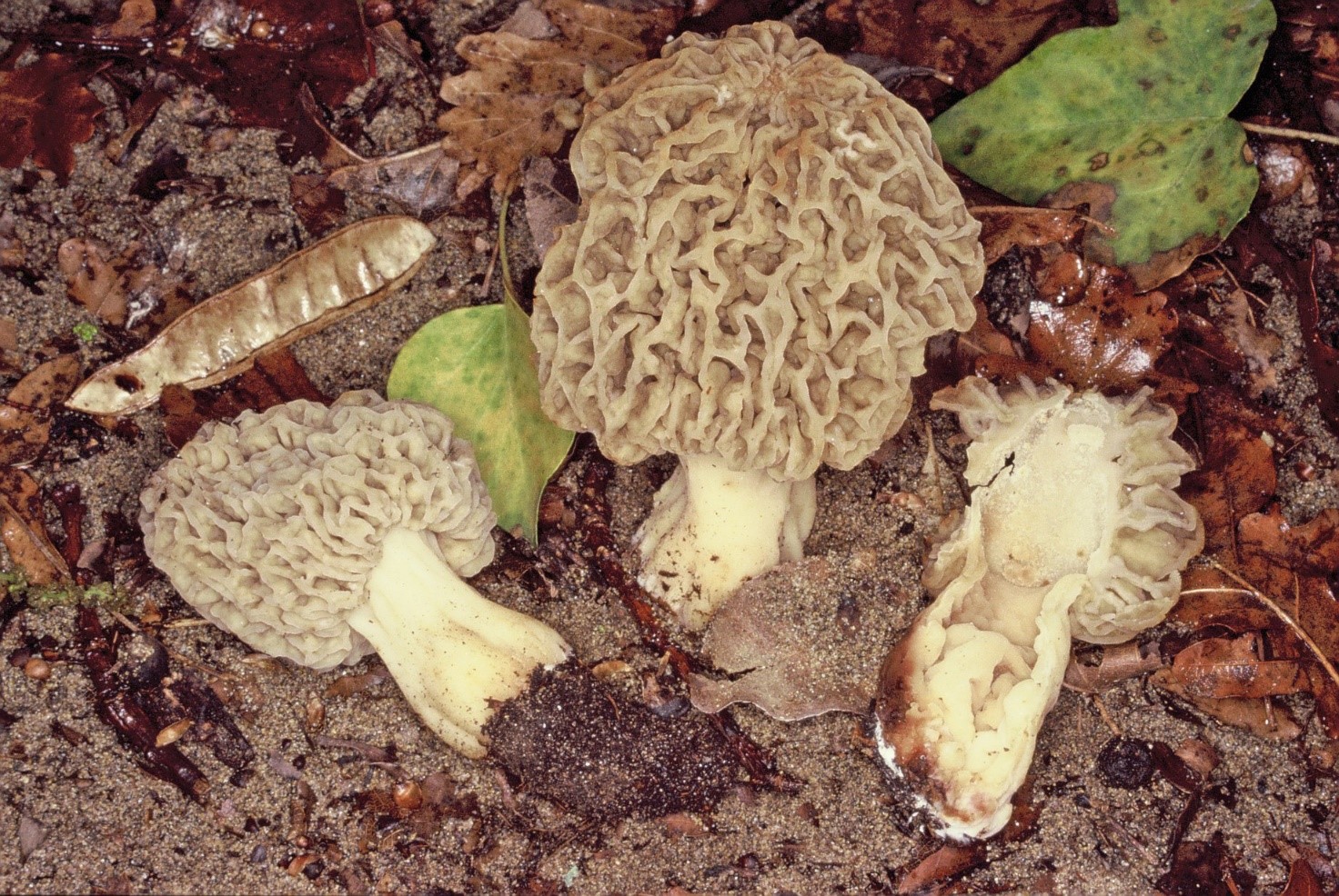morchella esculenta