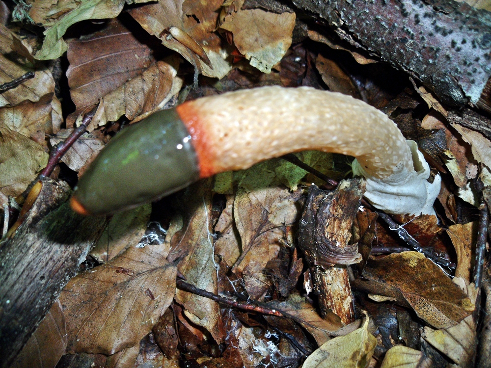 mutinuscaninus