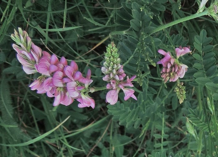 onobrychis