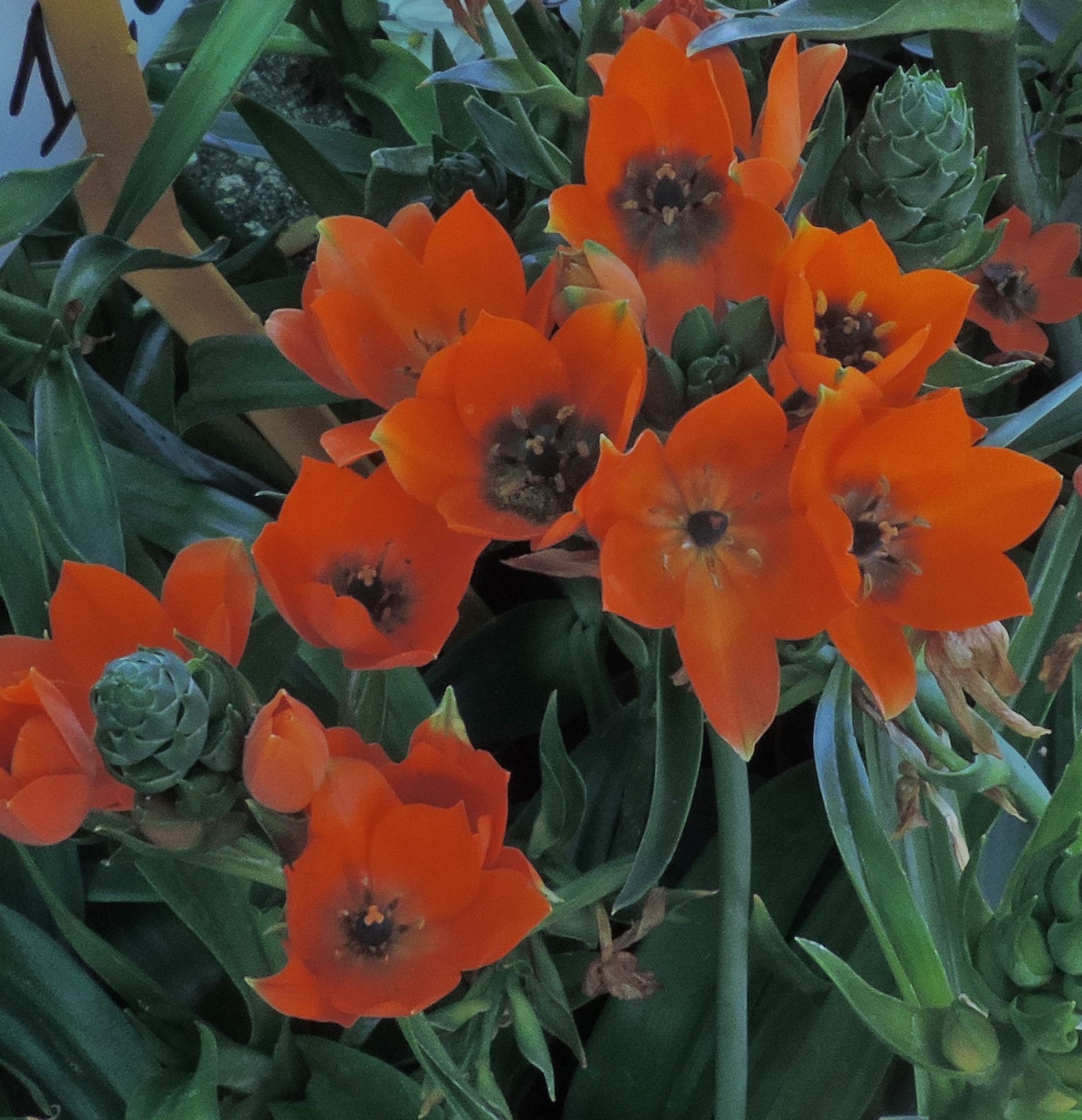 ornithogalumdubium