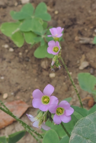 oxalislatifoliakunth