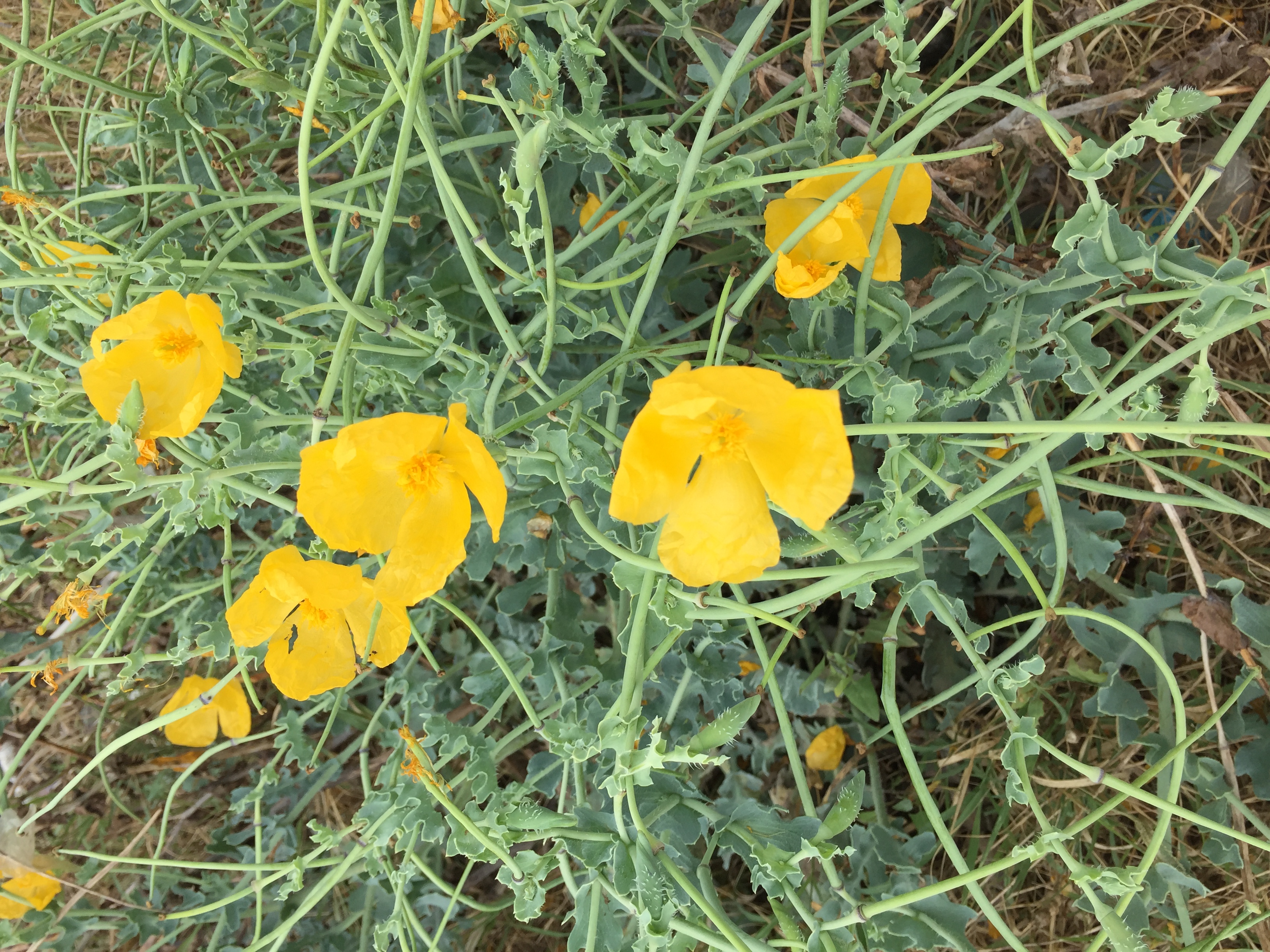 papavero giallo da aggiungere