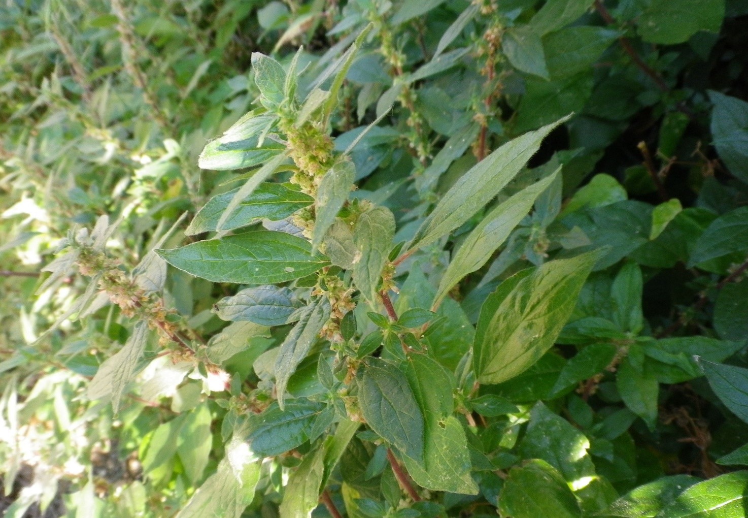 parietaria