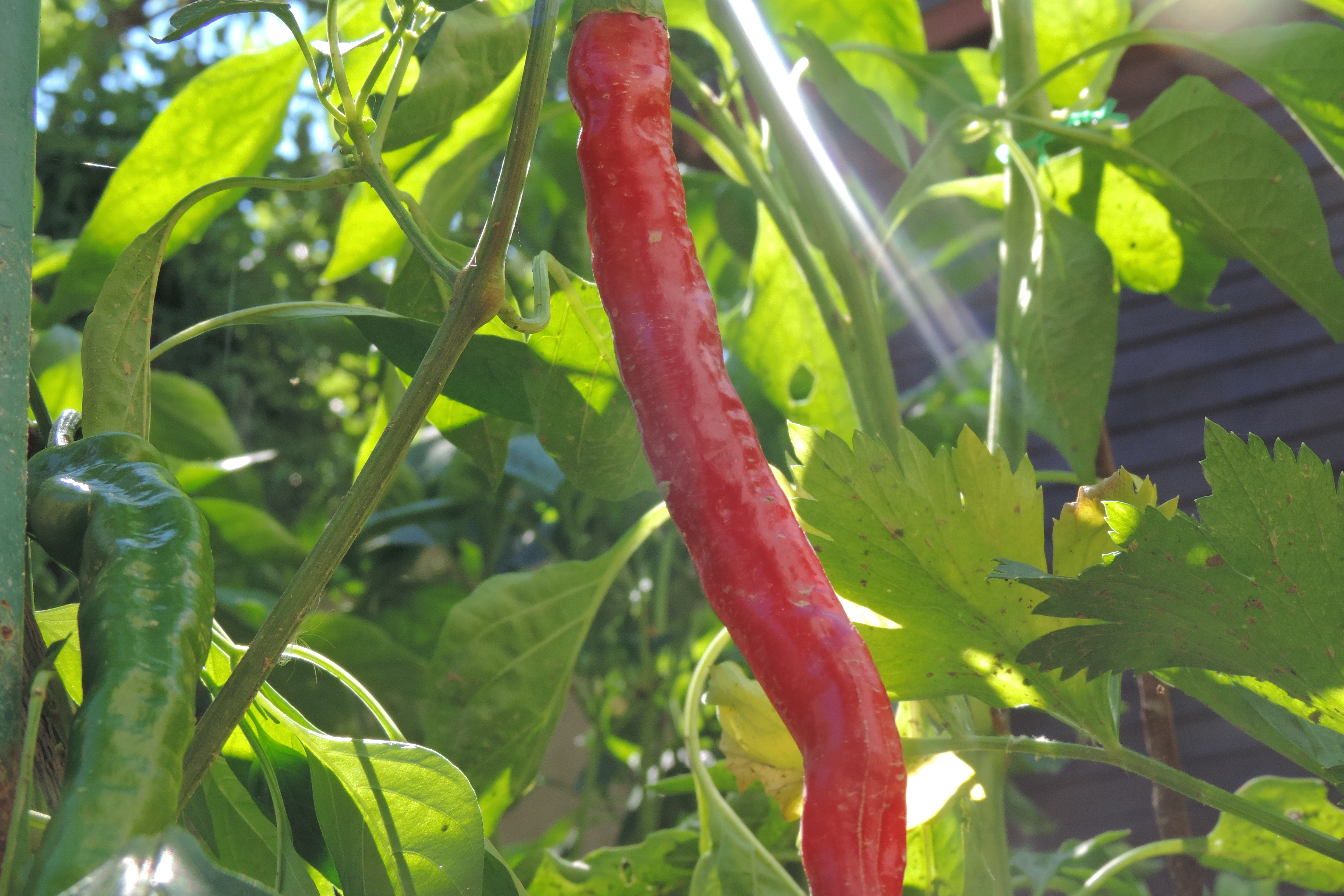 peperoncino