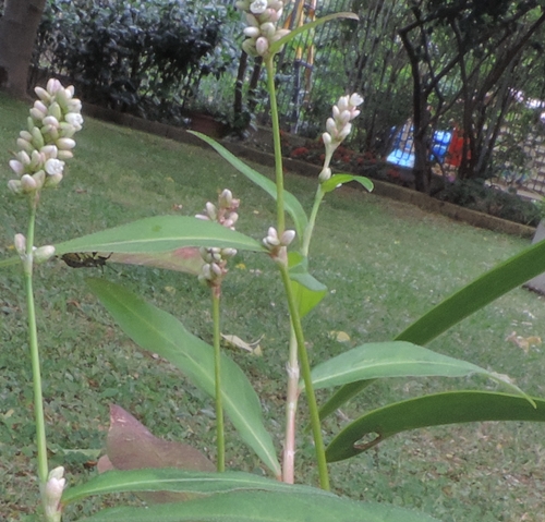 persicaria lapatifoglia