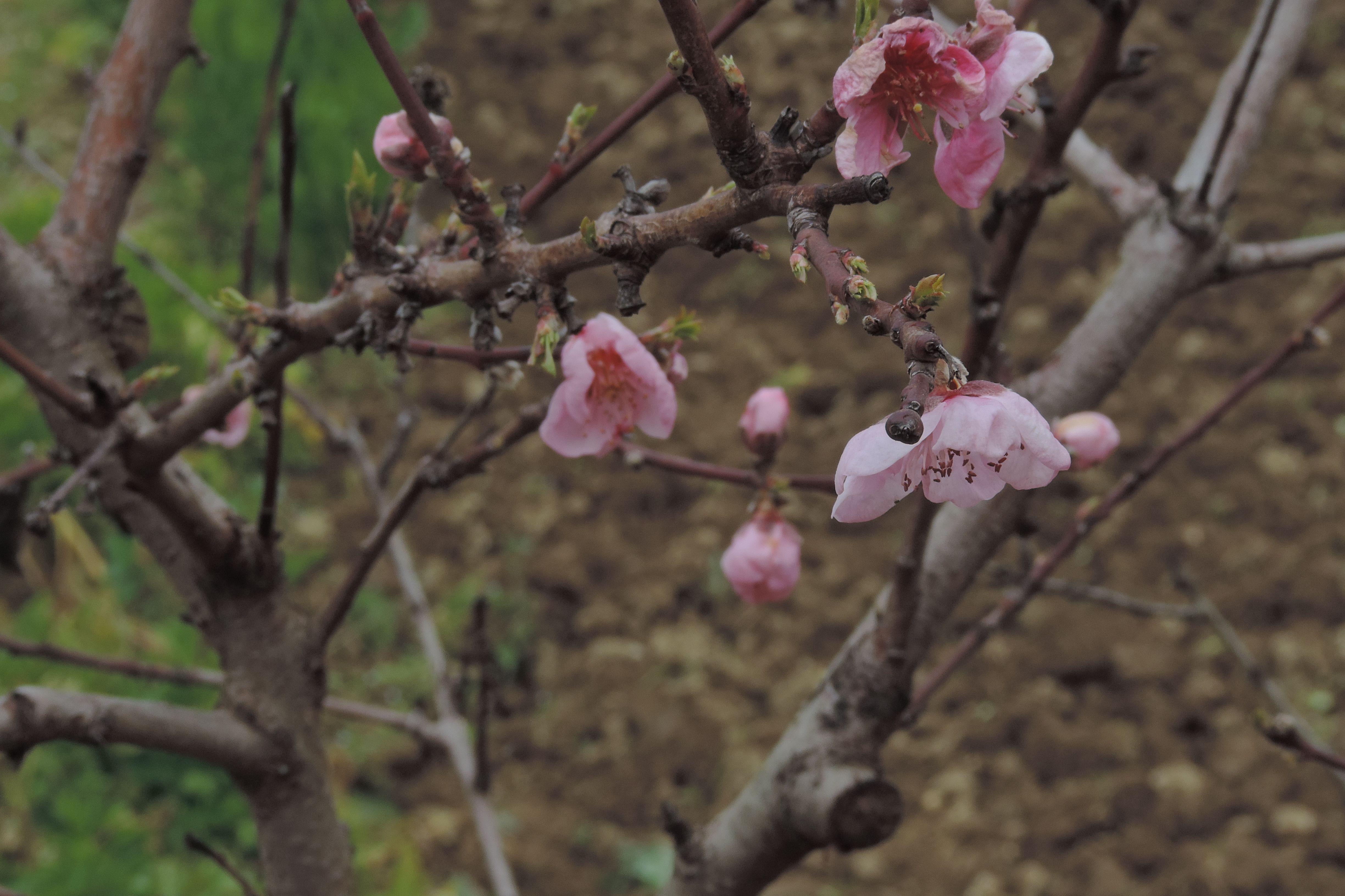 pesco in fiore
