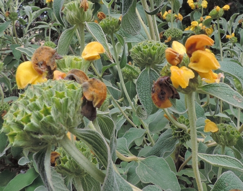 phlomis