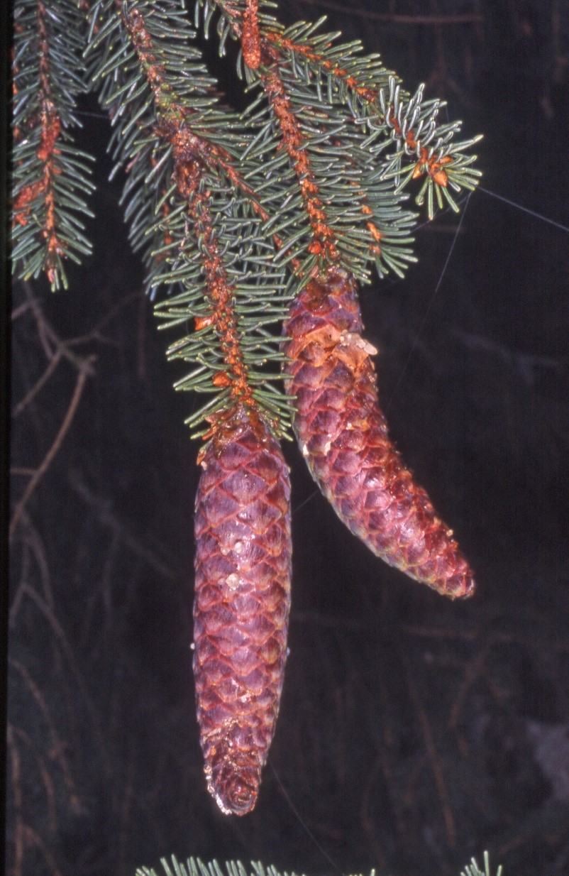 picea abies coni femminili