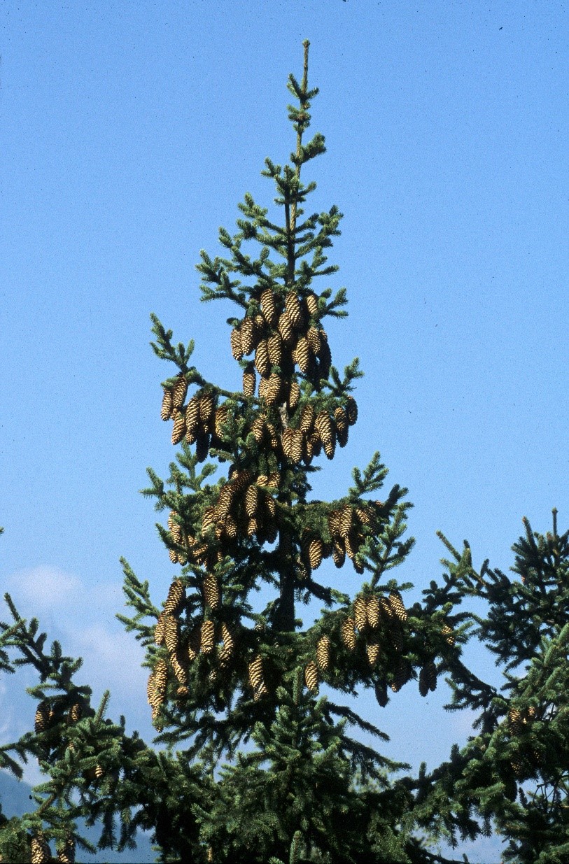 picea abies