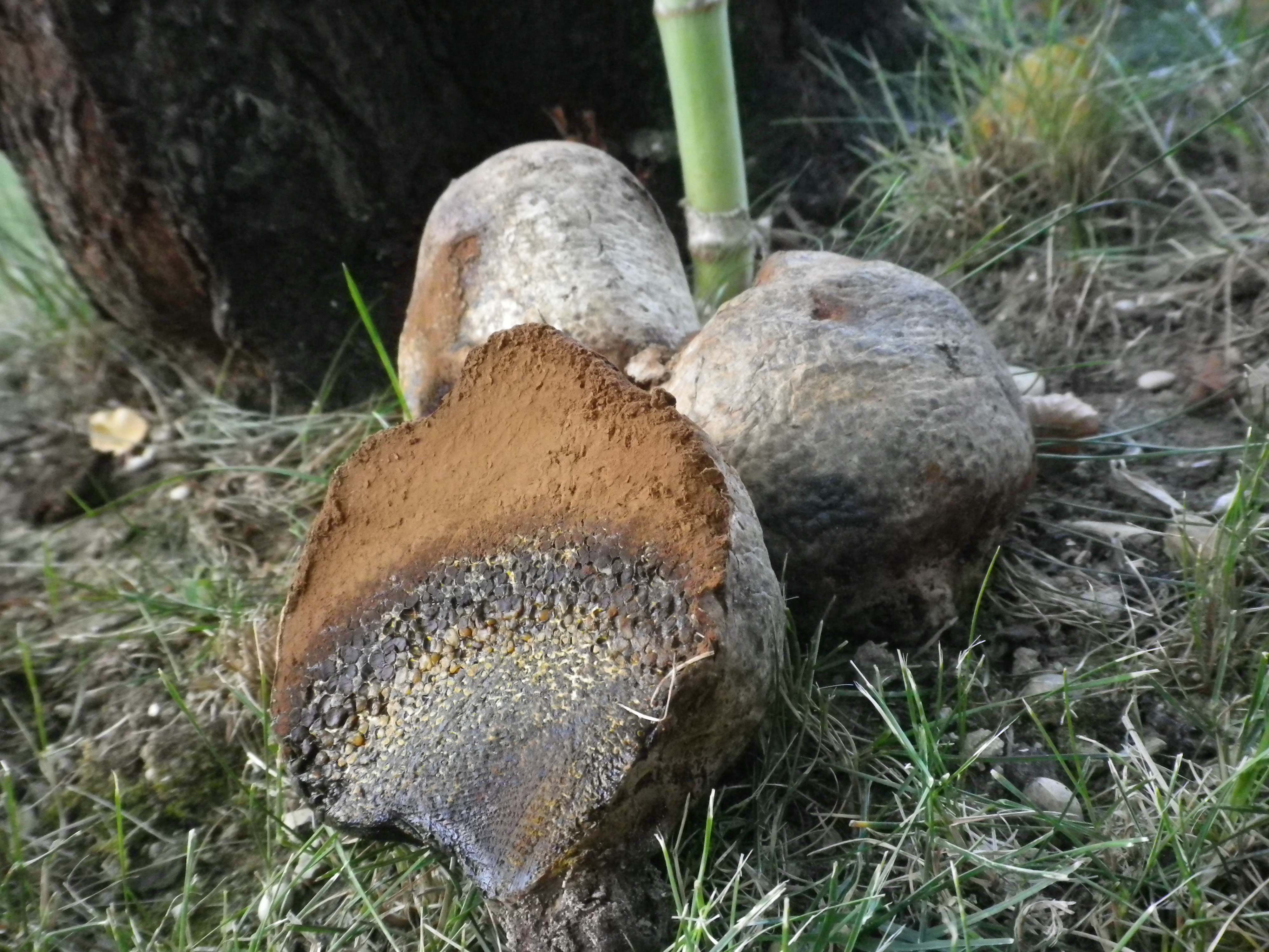 pisolitusarhizus