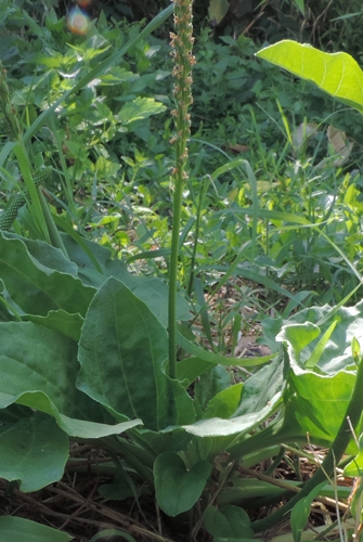 plantago majorcandelab